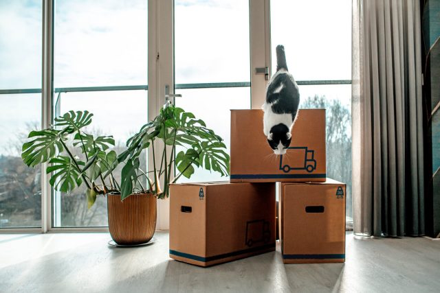 Pet Care Providers Win With New Movers